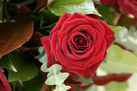 what is a rose flower.